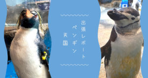 Read more about the article ペンギン天国