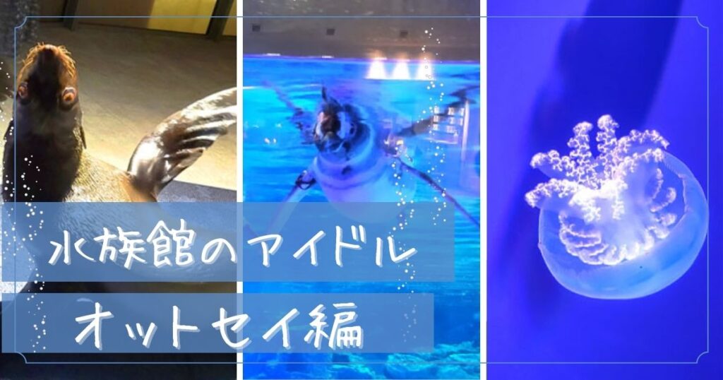 Read more about the article 水族館のアイドル〜オットセイ編〜