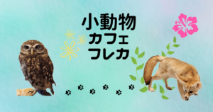 Read more about the article 小動物カフェ　フレカ！！