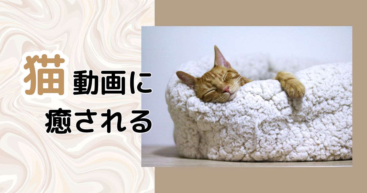 You are currently viewing 猫動画に癒される